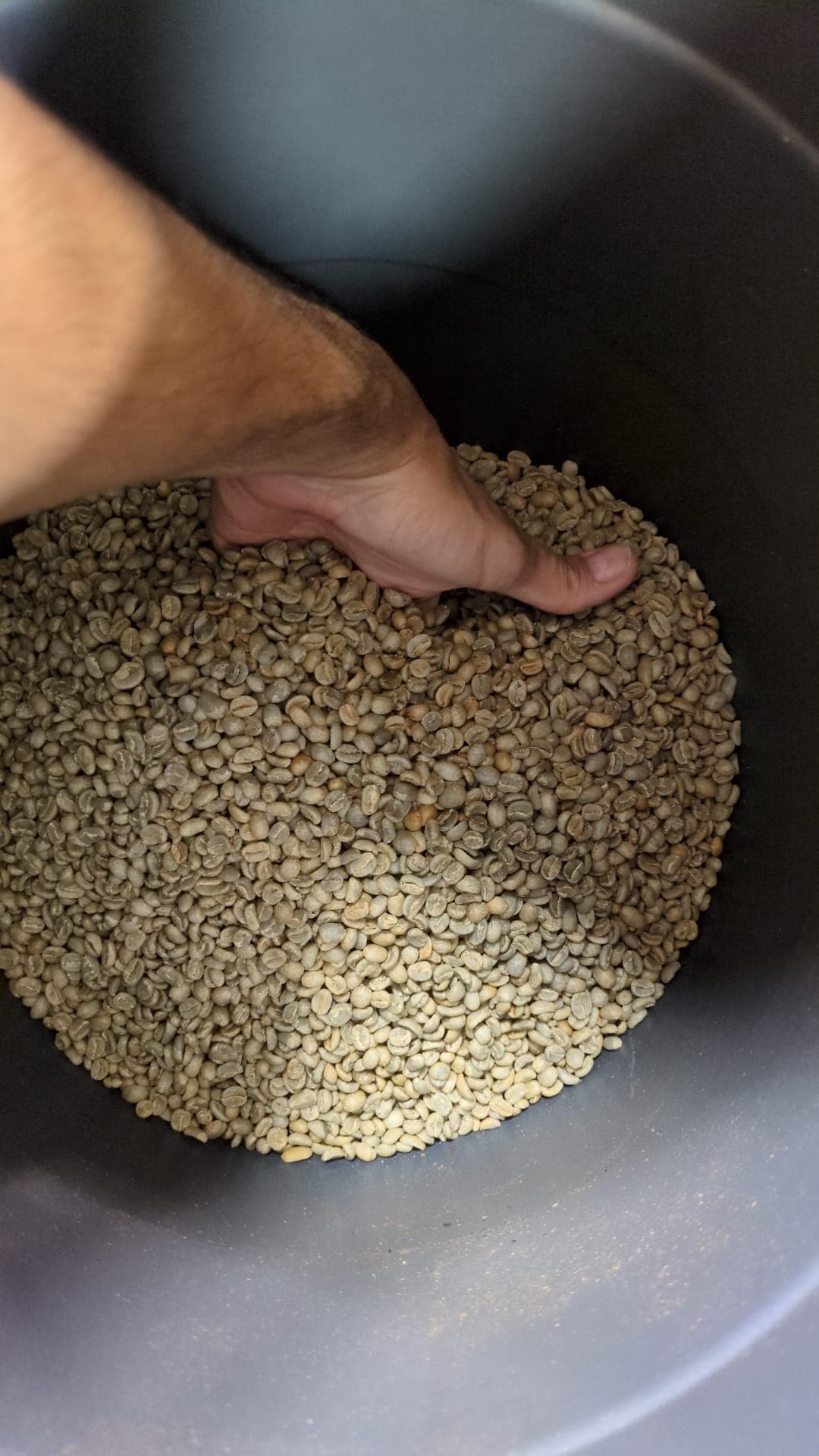 Café verde sin tostar — el grano antes del tueste