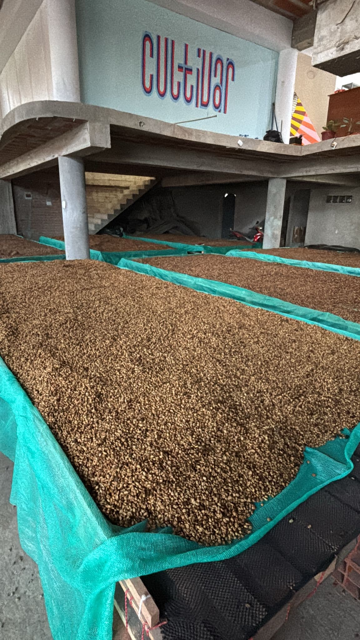 Finca Cultivar en Perú: secaderos de café en pergamino